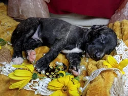 Whippet štěňátka bez PP po obou rodičích s PP ( FCI)
