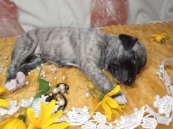 Whippet štěňátka bez PP po obou rodičích s PP ( FCI)