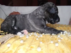 Whippet štěňátka bez PP po obou rodičích s PP ( FCI)