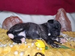Whippet štěňátka bez PP po obou rodičích s PP ( FCI)