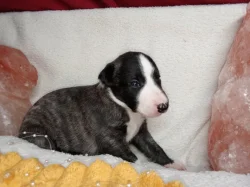 Whippet štěňátka bez PP po obou rodičích s PP ( FCI)