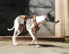 Whippet štěňátka bez PP po obou rodičích s PP ( FCI)