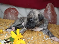 Whippet štěňátka bez PP po obou rodičích s PP ( FCI)