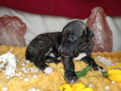 Whippet štěňátka bez PP po obou rodičích s PP ( FCI)
