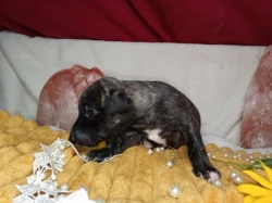 Whippet štěňátka bez PP po obou rodičích s PP ( FCI)