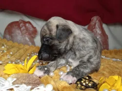 Whippet štěňátka bez PP po obou rodičích s PP ( FCI)
