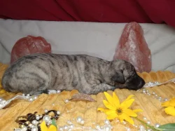 Whippet štěňátka bez PP po obou rodičích s PP ( FCI)