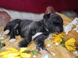 Whippet štěňátka bez PP po obou rodičích s PP ( FCI)