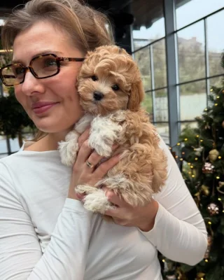 Mini maltipoo