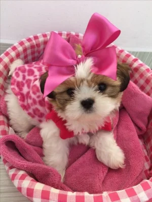 Dárek štěňátka shih tzu k adopci zdarma