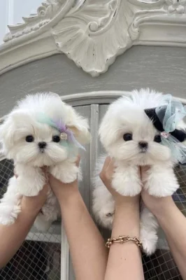  Zdravá štěňátka maltézáka a fenky k adopci zdarma