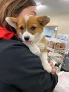  Dárek štěně welsh corgi k adopci zdarma