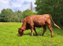 Jalovice Česká červinka ČL