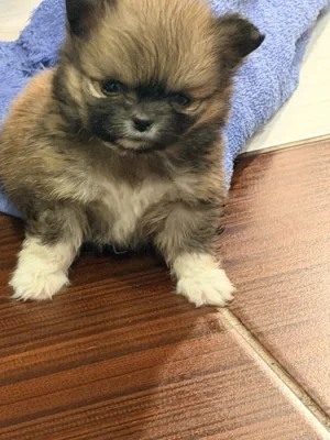 Pomerian mini
