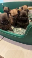 Pomerian mini