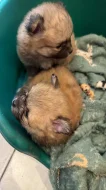 Pomerian mini