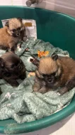 Pomerian mini