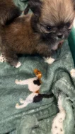 Pomerian mini