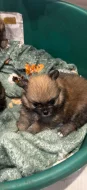 Pomerian mini