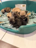 Pomerian mini