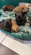 Pomerian mini