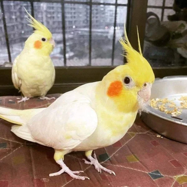 Překrásní papoušci korely ihned k adopci zdarma.