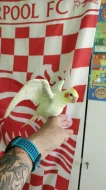 Prodám dvě ručně dokrmené Albino korely.
