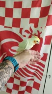Prodám dvě ručně dokrmené Albino korely.