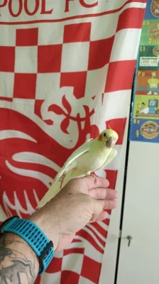 Prodám dvě ručně dokrmené Albino korely.