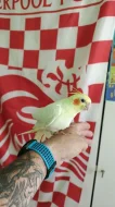 Prodám dvě ručně dokrmené Albino korely.