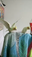 Prodám dvě ručně dokrmené Albino korely.