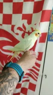 Prodám dvě ručně dokrmené Albino korely.