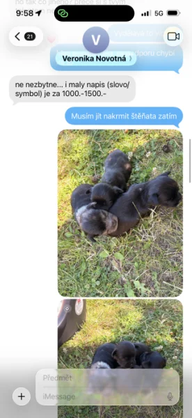 Prodej jorkširský teriér