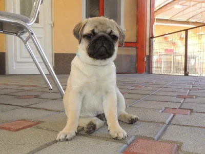 MOPS s PP.FCI.