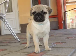 MOPS s PP.FCI.