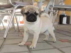 MOPS s PP.FCI.