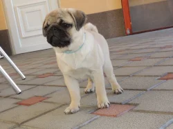 MOPS s PP.FCI.