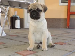 MOPS s PP.FCI.