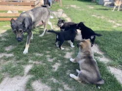 Vlčák Shepsky