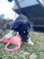 Vlčák Shepsky