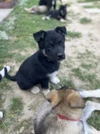 Vlčák Shepsky