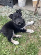 Vlčák Shepsky