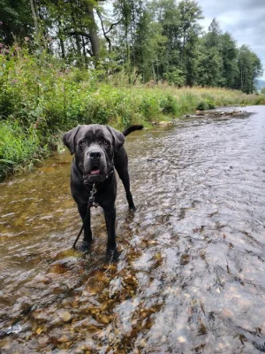 Daruji cane corso
