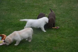 Labrador