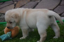 Labrador