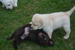 Labrador