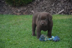 Labrador