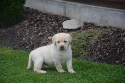 Labrador