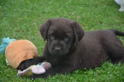 Labrador