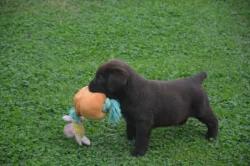 Labrador